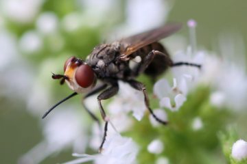 Zodion cinereum